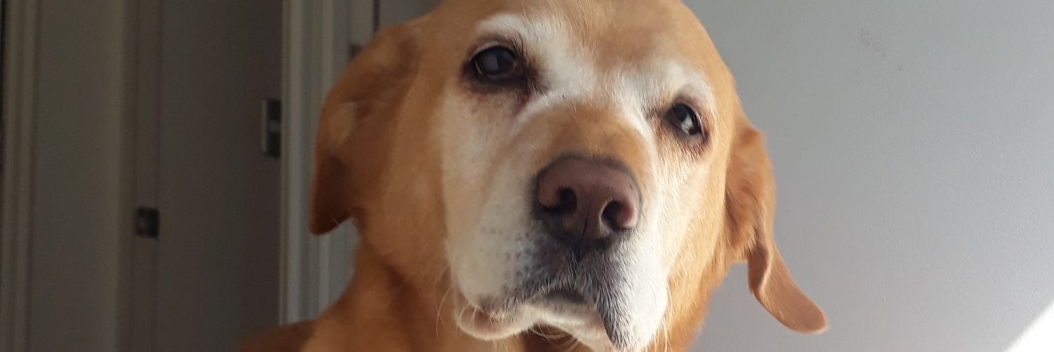 irenucky's profile banner image