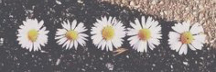 jaclynfrances8's profile banner image