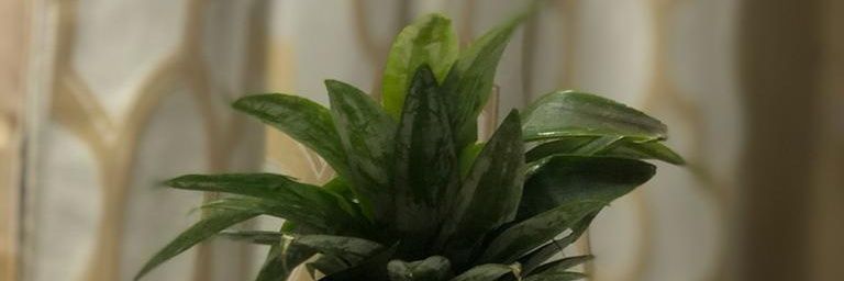 Quexified's profile banner image