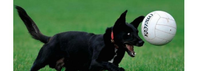 James O'Donoghue banner