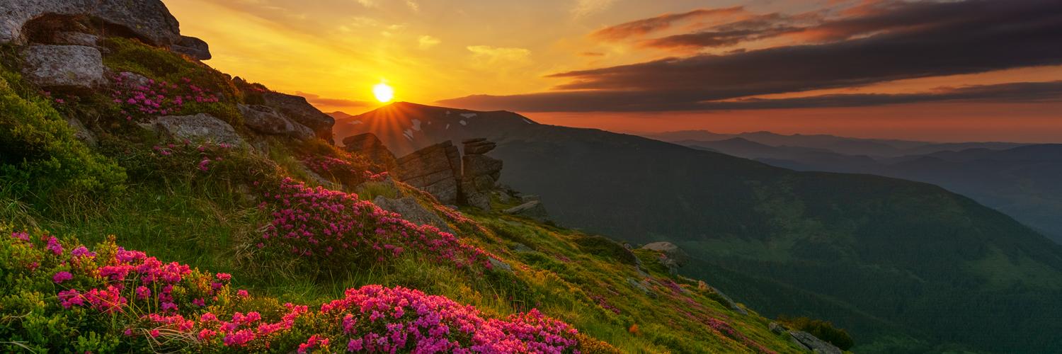 rebrogtij's profile banner image