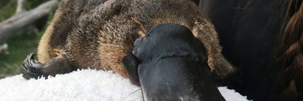 platypus banner