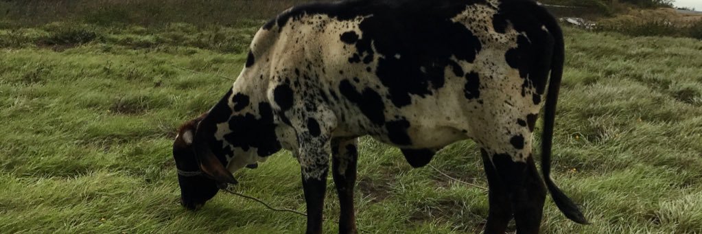 jshave21's profile banner image