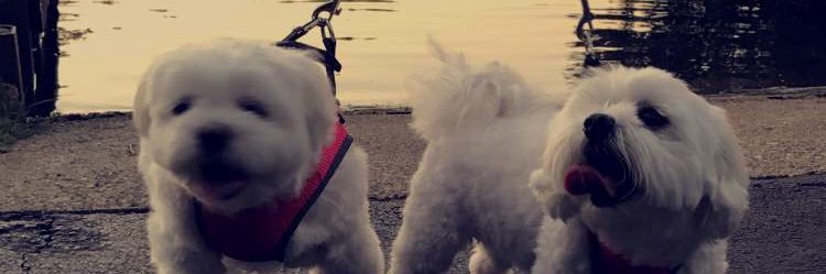 HeydenHannah's profile banner image