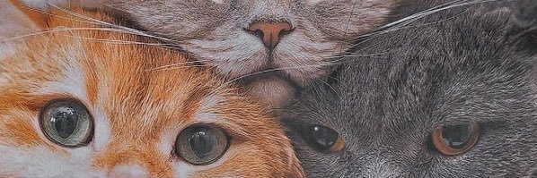 luadacate's profile banner image
