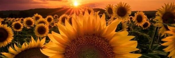 Genie Firestone banner