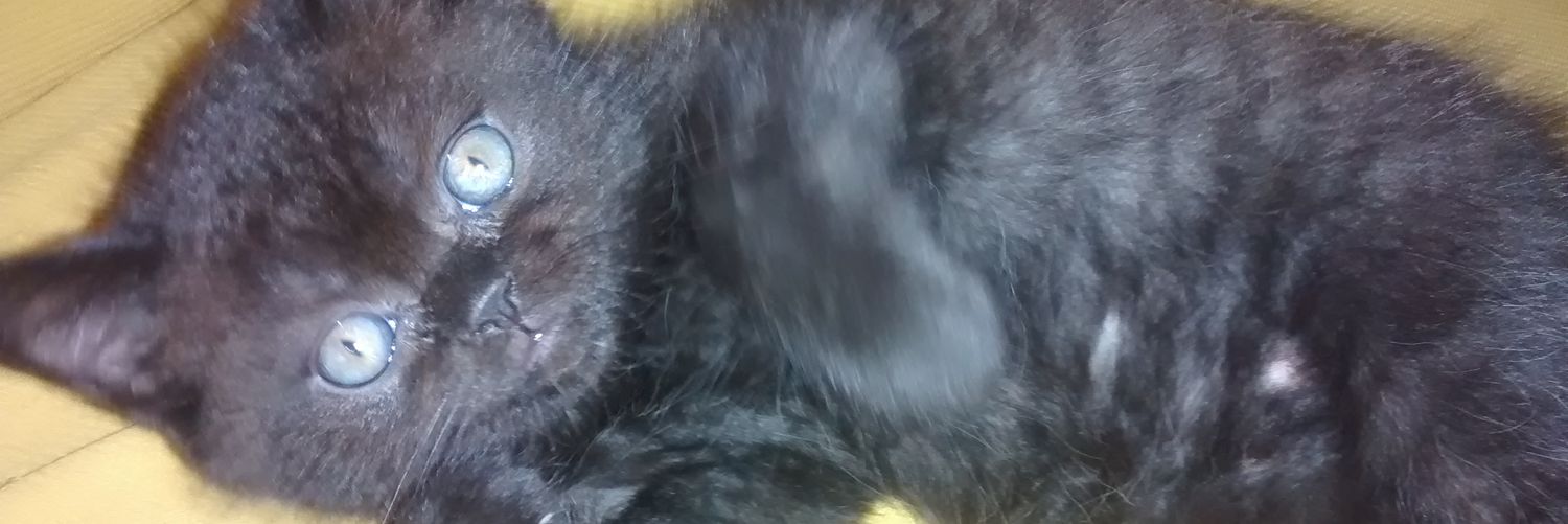 Elisabeetths2's profile banner image