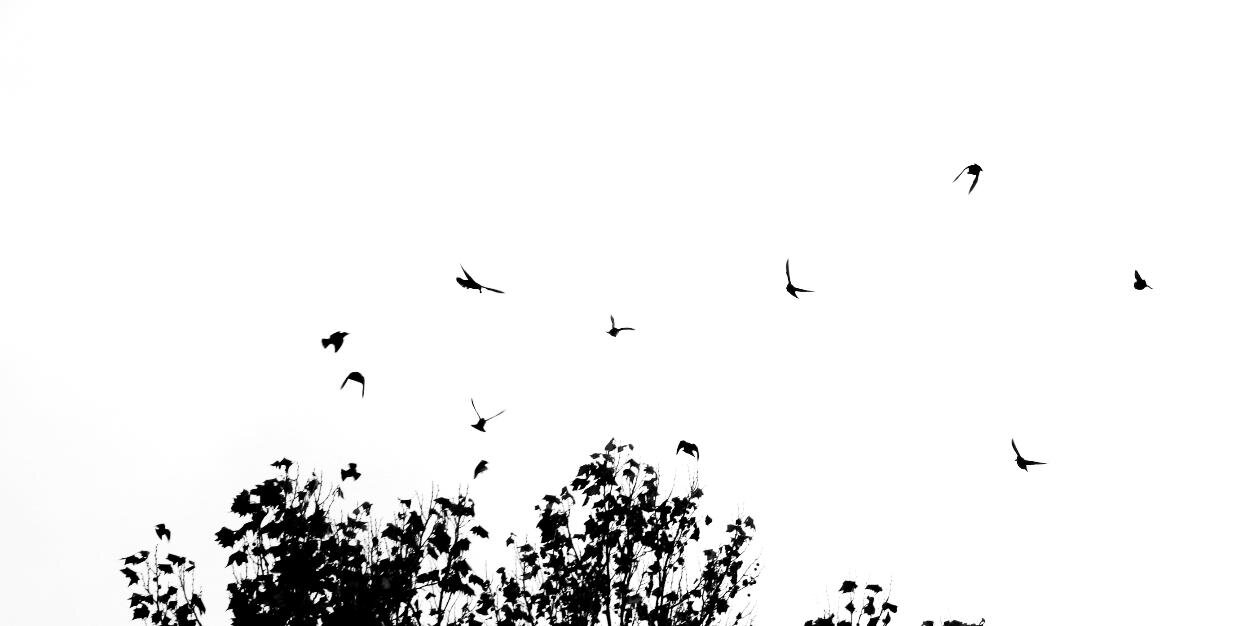 grvanden's profile banner image
