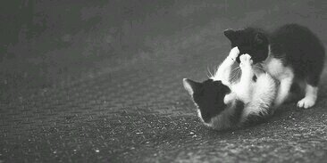 harryfakerforya's profile banner image