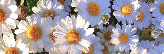 JessMartinez_13's profile banner image