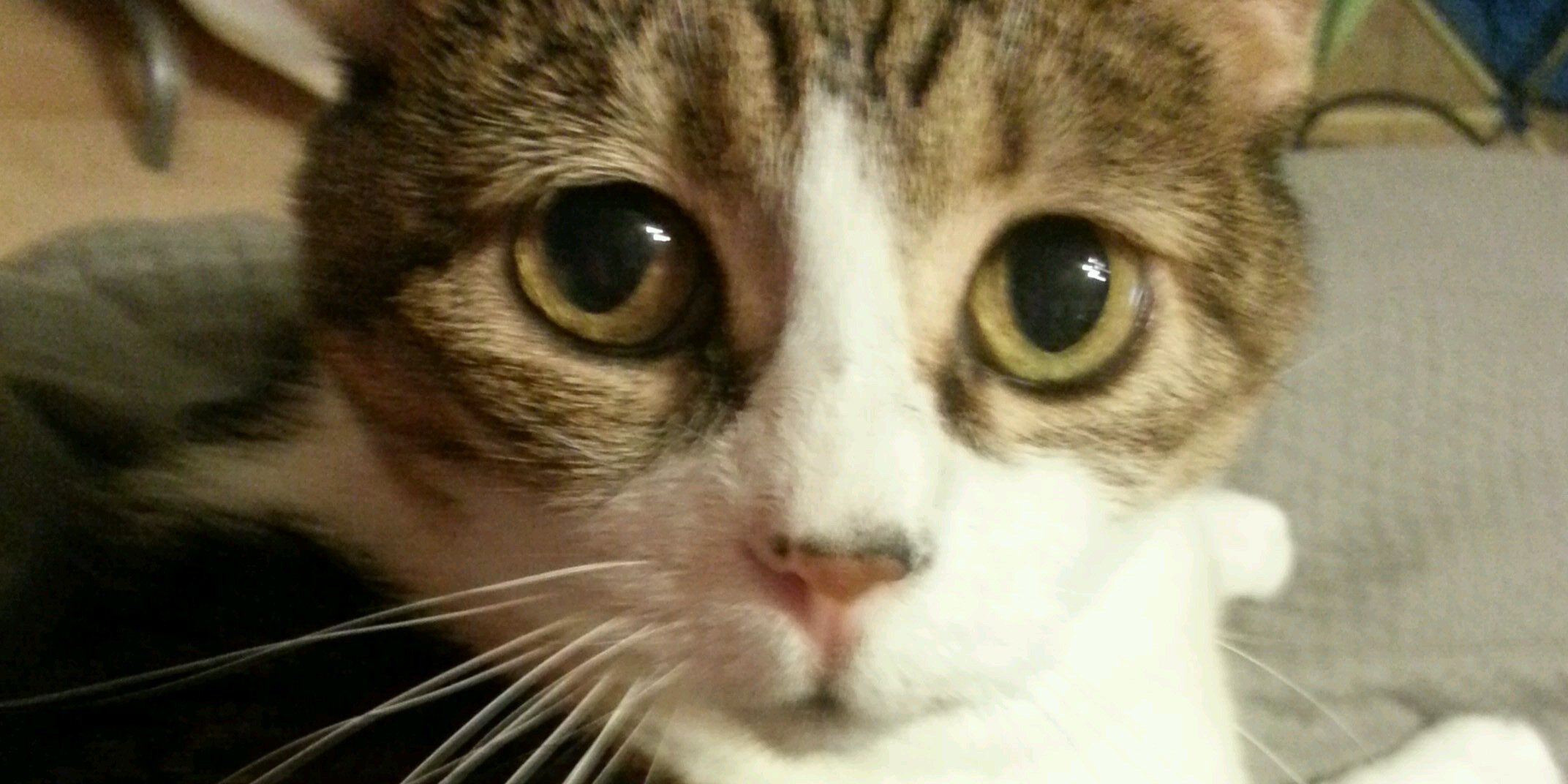 crazycatdame's profile banner image