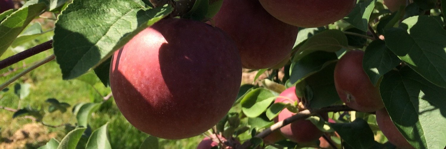 vatrenjr's profile banner image