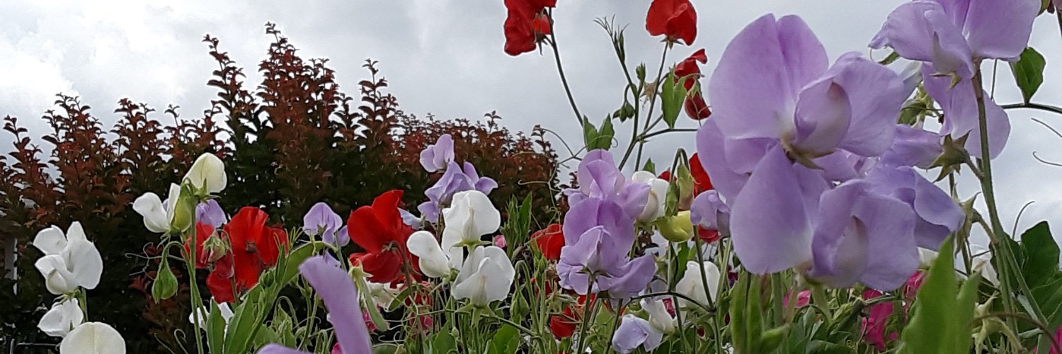 lmlangdon's profile banner image