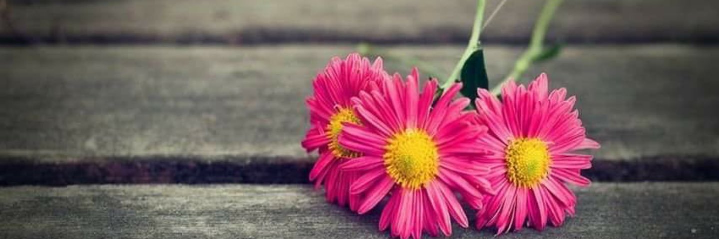 ritamenduca's profile banner image