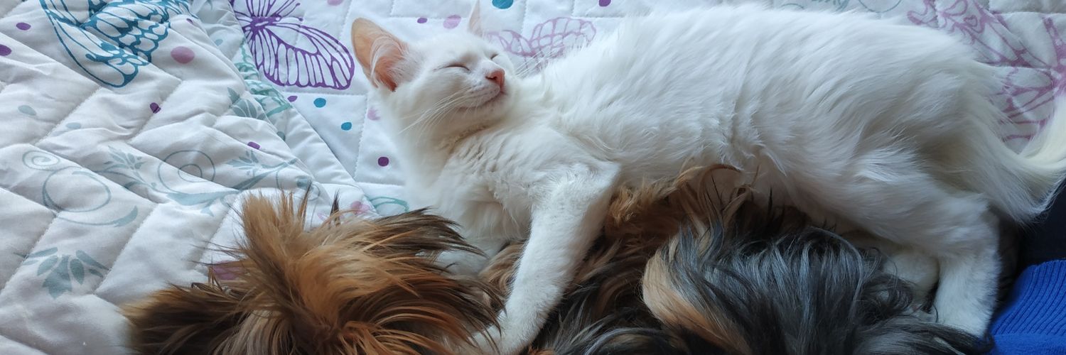 Luciana Prado banner