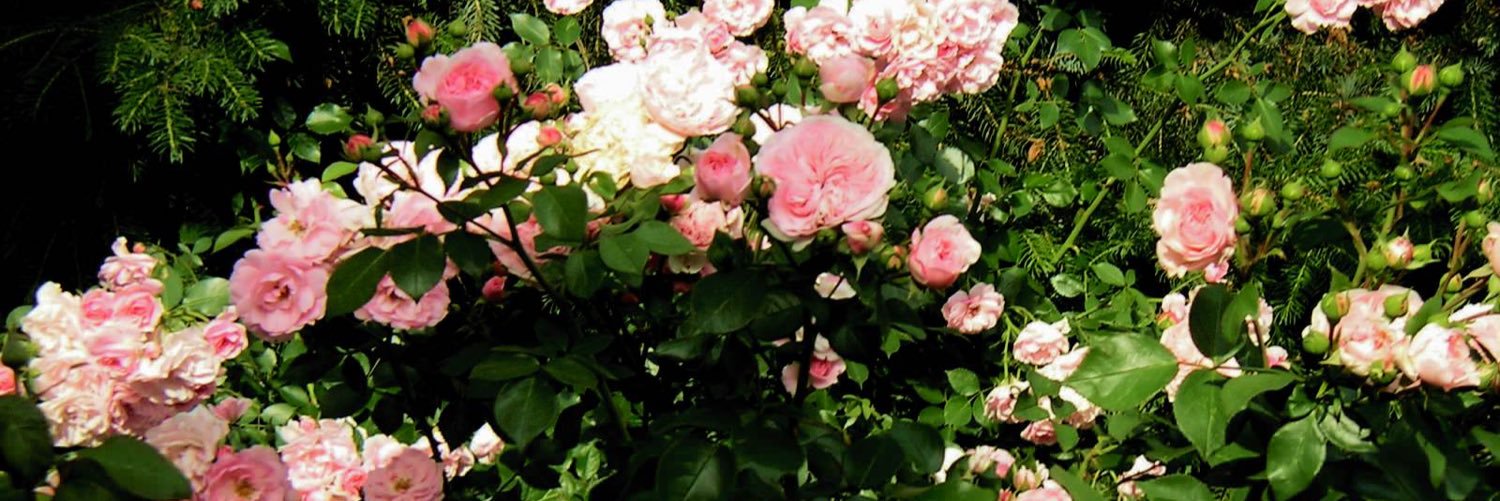 liesaa___'s profile banner image