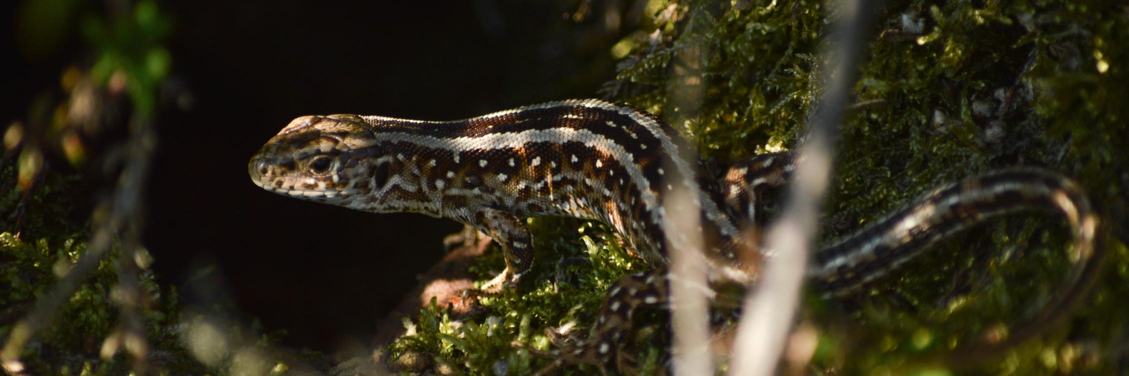 jellevogelaar's profile banner image