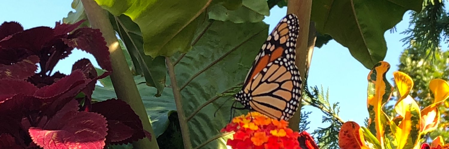 LISLEIFREIRE's profile banner image