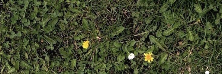 carmneitta's profile banner image
