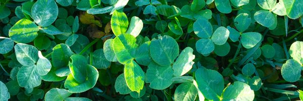 EBlsi Profile Banner