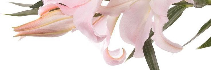 EdgeOfNAOI's profile banner image