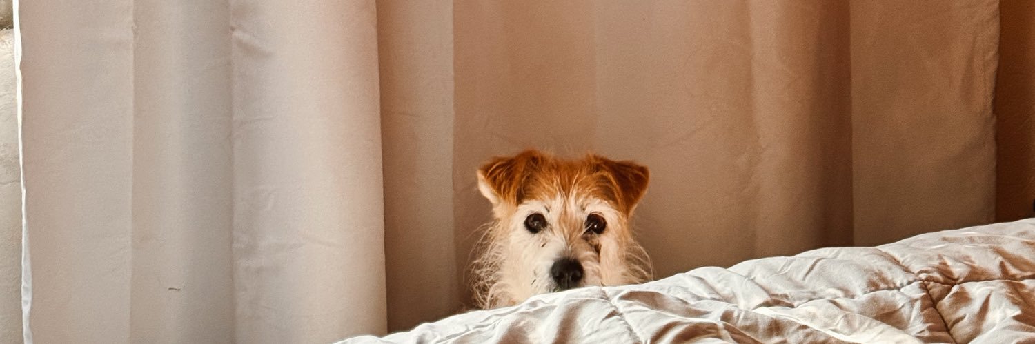 brunelatorelli's profile banner image