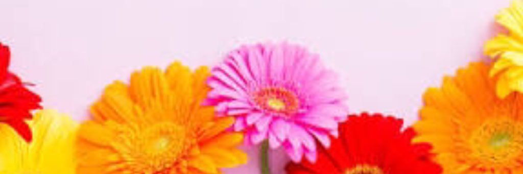 Que Sera🦘🇦🇺🦘 banner