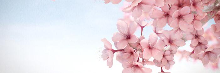 mesh2033's profile banner image