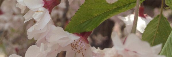 sakuramedal Profile Banner