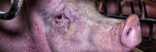 VCommeVegan's profile banner image