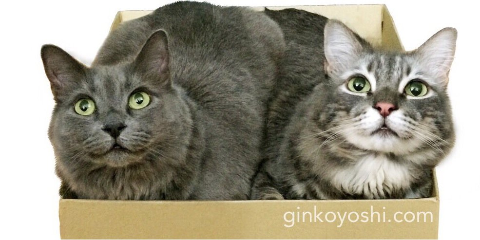 ginkoyoshi's profile banner image