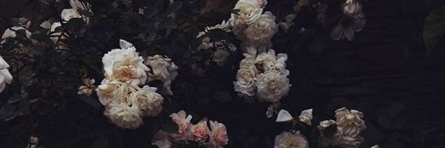 SofiShinkareva's profile banner image