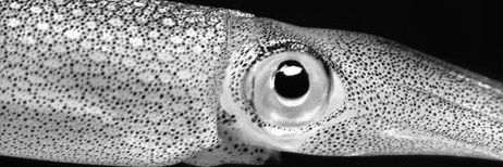 cub_tsuke's profile banner image