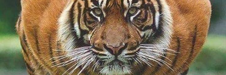 1Rzayev's profile banner image