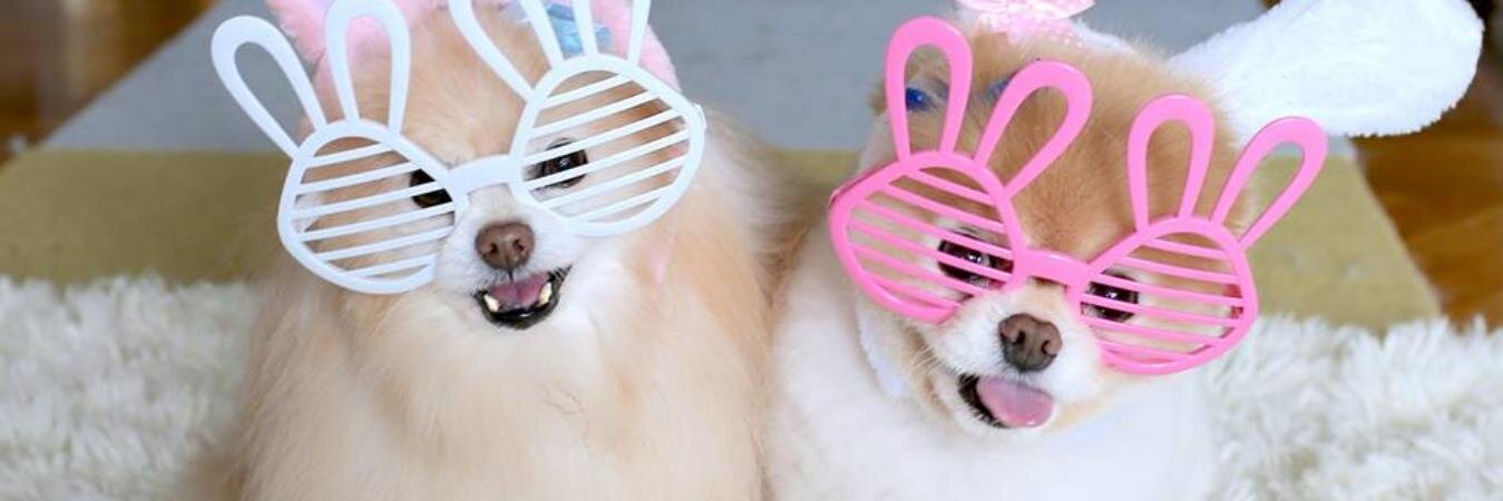 dogyfans's profile banner image