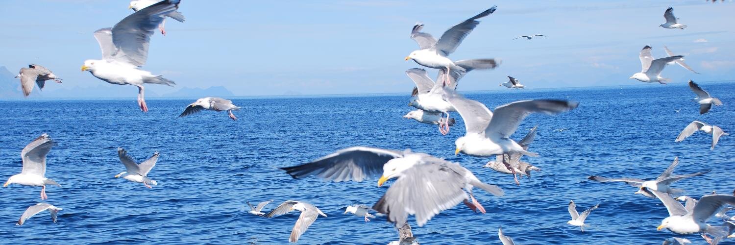 Ellen Strålberg banner