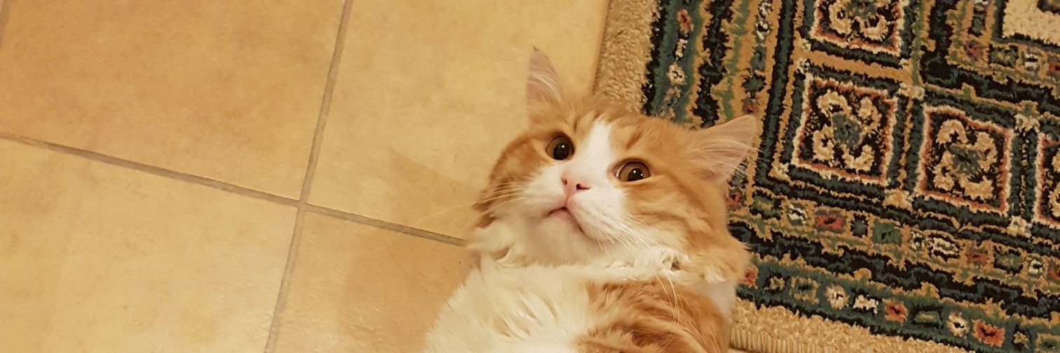 ajnabiever's profile banner image