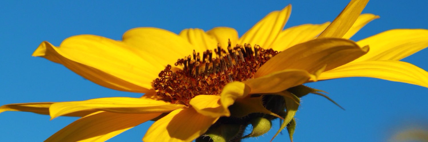 soad_basher's profile banner image