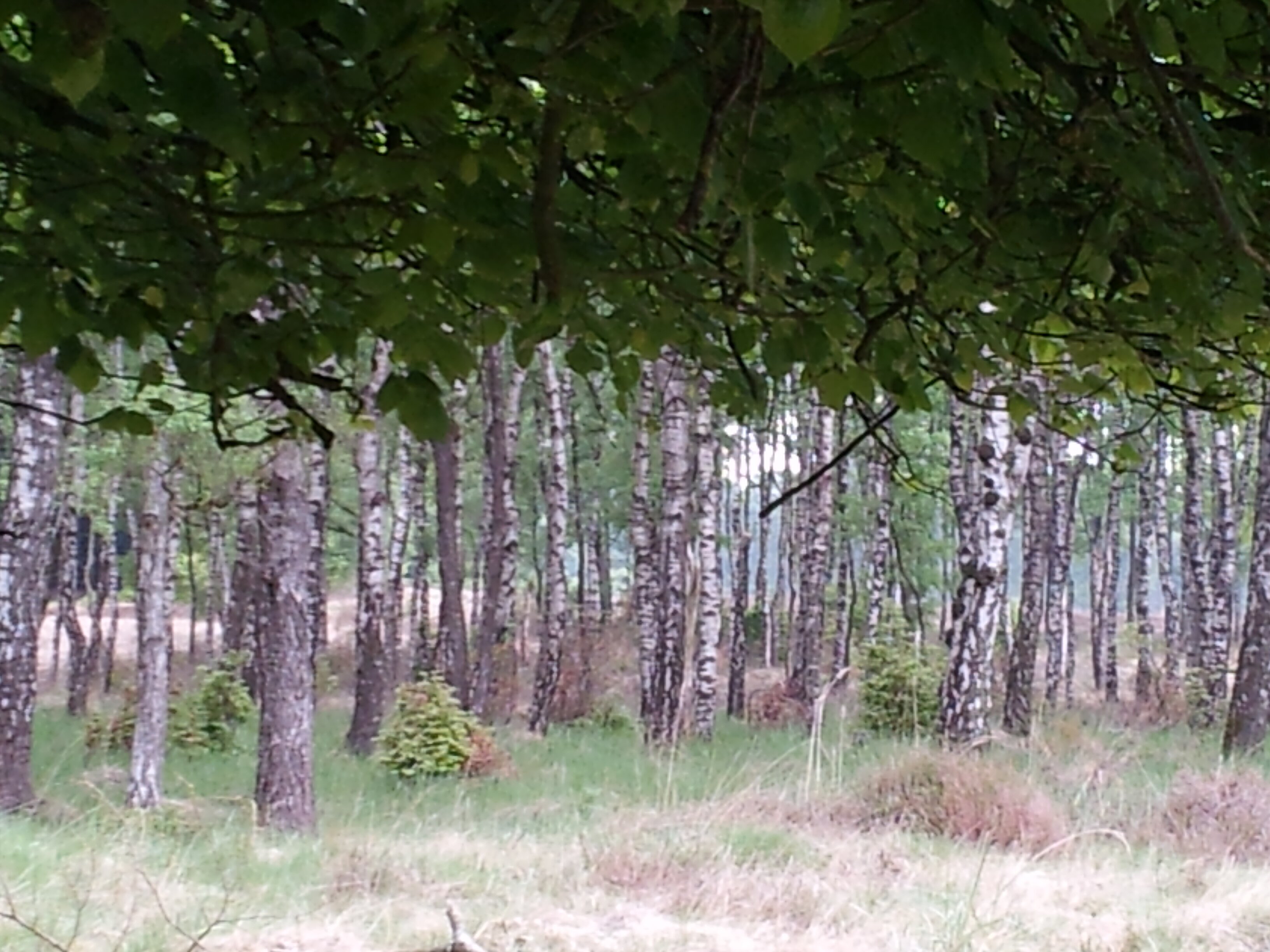 margreetbal's profile banner image