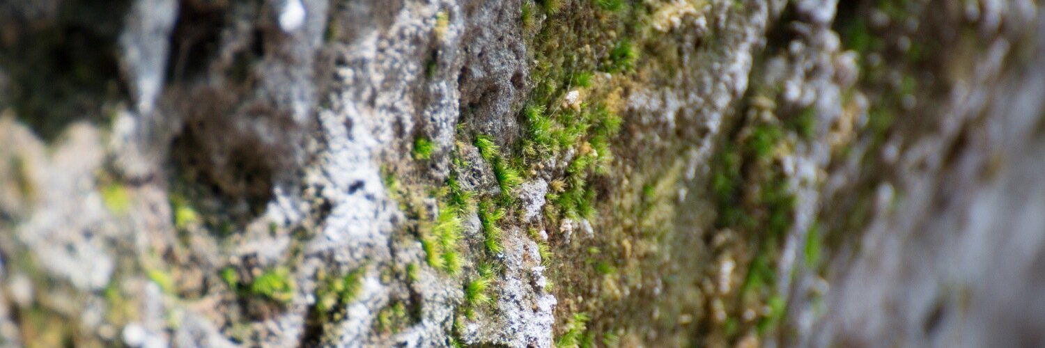 Arne P. Böttger banner