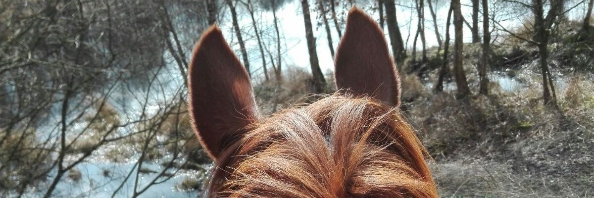 AnnikaRoth's profile banner image