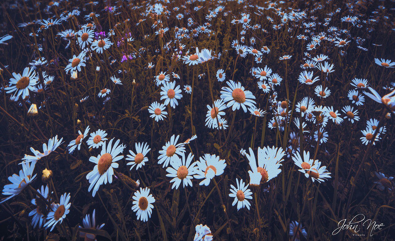 Daniela___C16's profile banner image