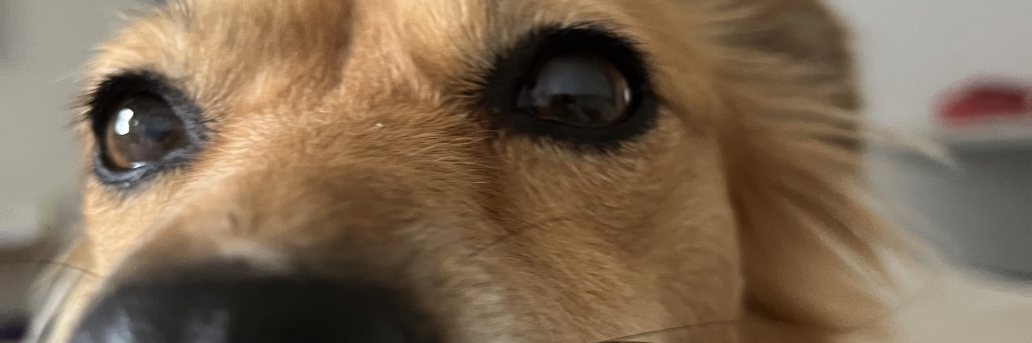 isabelarpa's profile banner image