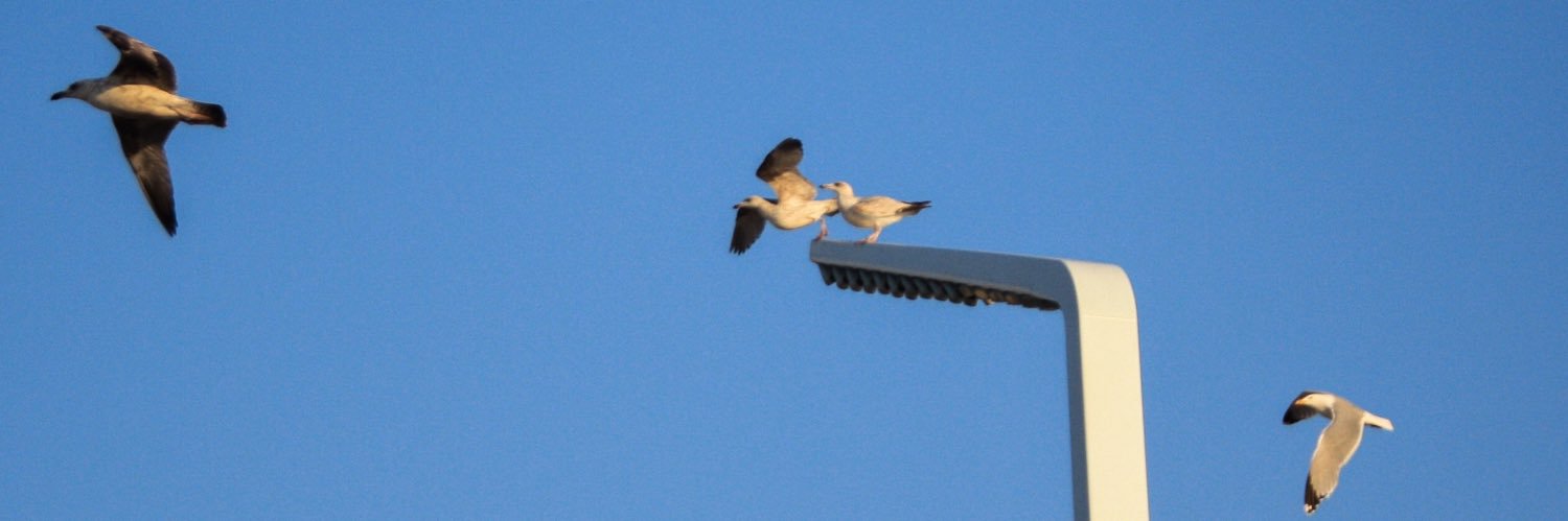 𝕣𝕠𝕤𝕒𝕟 banner