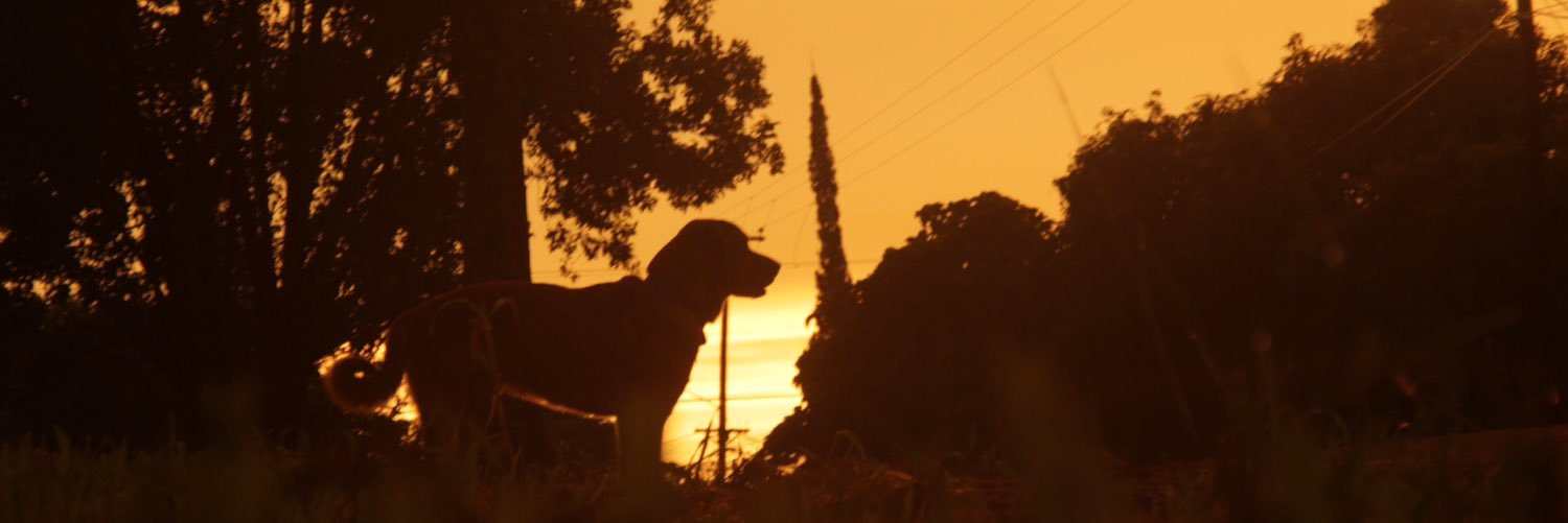 MomentoNaranja's profile banner image