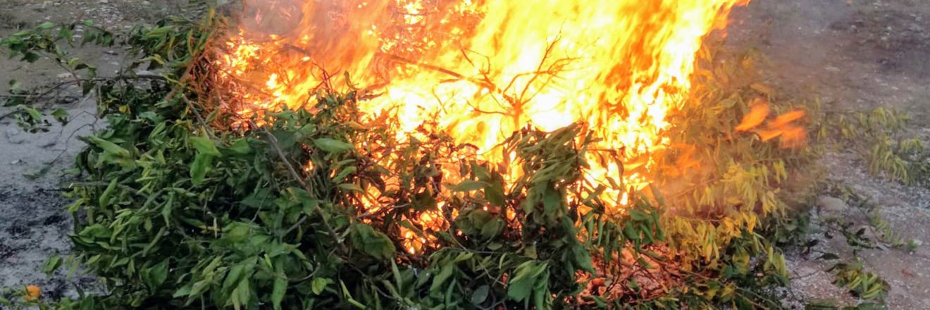 ☕🌻Pep Figatell 🪠🎭 banner