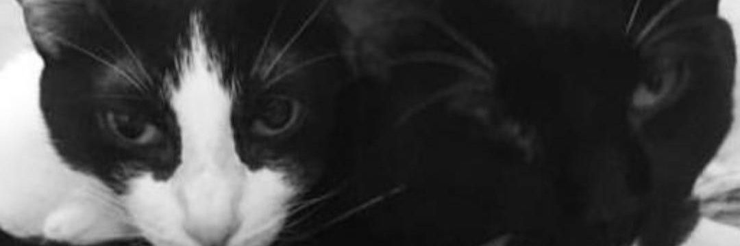 benschmid's profile banner image