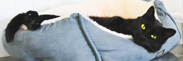 dragonmalyx's profile banner image