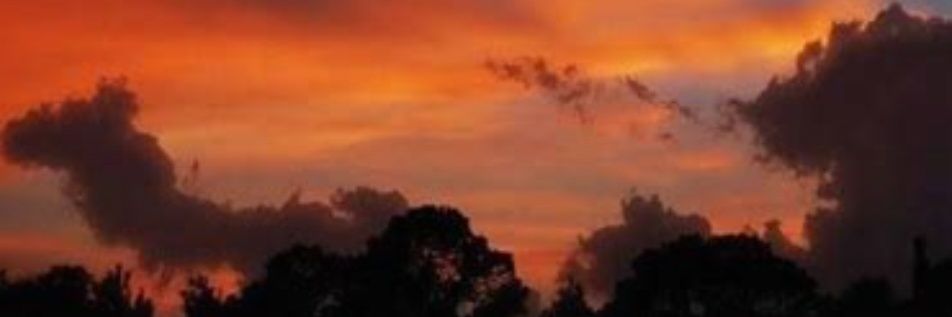 elena banner