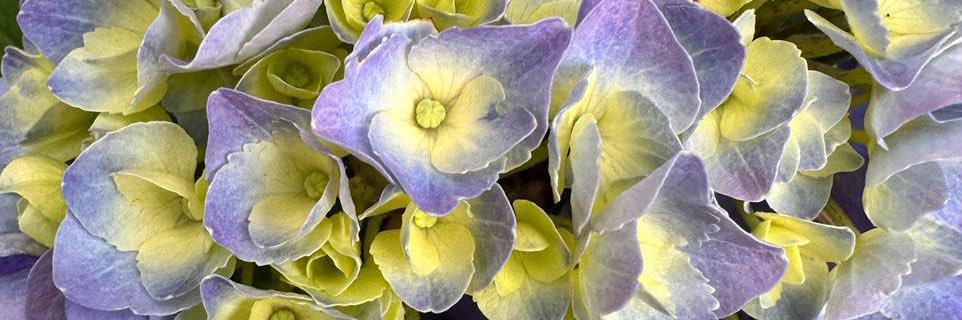 María Pinto Fernández banner